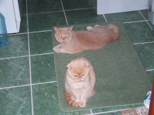 Кот и кошка Кот и кошка