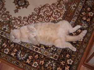 беременная кошка беременная кошка