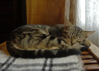 cystitis-cats