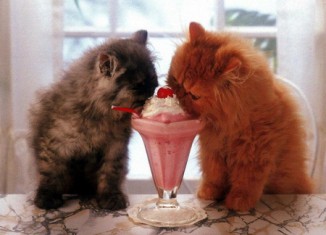 kitten_eating