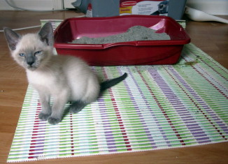 kitten-diahrreya