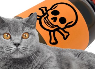кошка отравилась - что делать