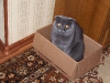 Серый кот в коробке.