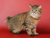 cats-pictures-org_-_577-1500x998-kurilianbobtail-solo-greeneyes-brownhair-redhair-standing