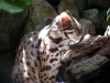 animals___leopard_cat_1_by_moonsongstock