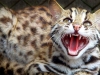 leopard_cat_5