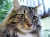 1024px-maine_coon_2