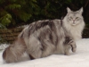 mainecoonsilvertabby