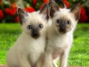 siamese-kittens-domestic-animals-2256707-1280-1024