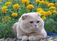 характер шотландской кошки