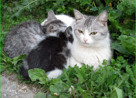 кошка и котята