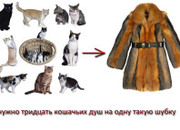 шубы из кошек