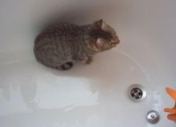 как помыть котенка
