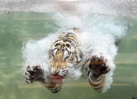 кошки боятся воды