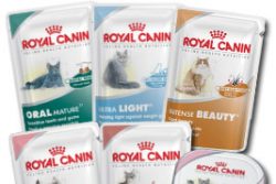 Обзор корма для кошек Royal Canin – отзывы, рекомендации