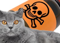 кошка отравилась - что делать