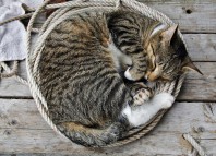 Асцит у кошки