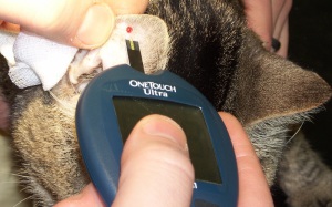 http://kotobormot.ru/wp-content/uploads/2014/11/Glucose-measurement-cat-300x187.jpg