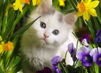 Аллергия у кошек симптомы и лечение