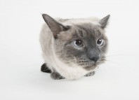 Корм для кошек Nutram