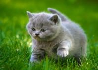аскариды у кошек