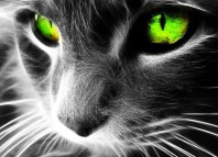 Ёшкин кот