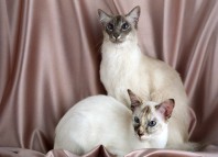 Балинезийская кошка