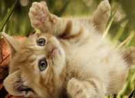 Развитие котят по неделям