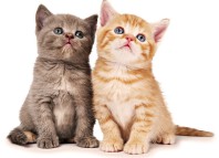 Сухие корма для кормления котят