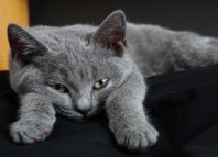 шартрез кошка