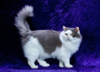 Рагамаффин кошка