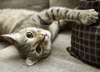 выпадает шерсть у кошки