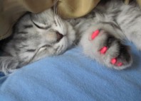 антицарапки для кошек отзывы