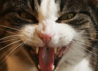 укусила кошка что делать
