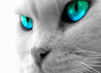 Белые кошки с голубыми глазами