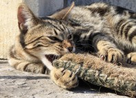 серенгети кошка