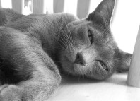 корат кошка