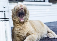 гингивит у кошек