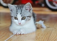 грыжа у котенка