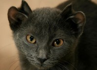 кот с четырьмя ушами