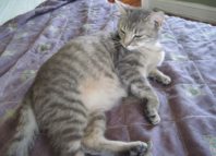 Чем кормить беременную кошку