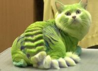 как подстричь кота в домашних условиях