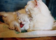 сколько котят рожает кошка