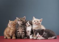 Как определить пол котенка
