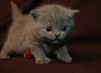 Как ухаживать за британским котенком
