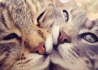 вязка кошки первый раз