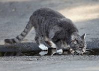 кот не пьет воду