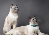 тайская кошка
