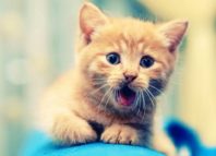 Когда у котят открываются глаза