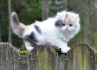 Кошки на коротких лапах